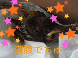 BlogPaint
