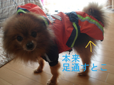 BlogPaint