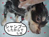 BlogPaint