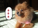 BlogPaint