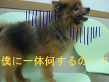 BlogPaint