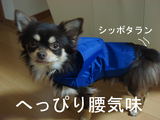 BlogPaint