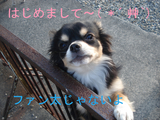 BlogPaint