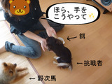 BlogPaint