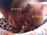 BlogPaint