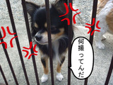 BlogPaint