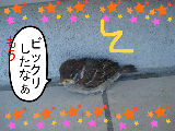 BlogPaint