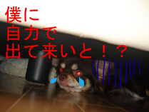 BlogPaint
