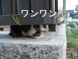 BlogPaint