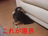 BlogPaint
