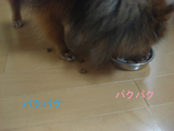 BlogPaint
