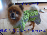 BlogPaint