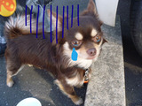 BlogPaint