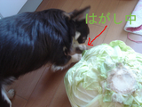 BlogPaint