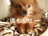 BlogPaint