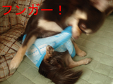 BlogPaint