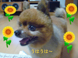 BlogPaint