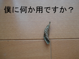 BlogPaint