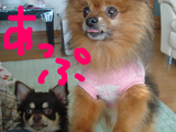 BlogPaint
