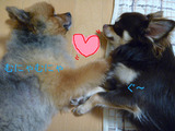 BlogPaint