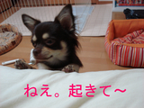 BlogPaint