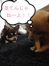 BlogPaint