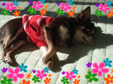 BlogPaint