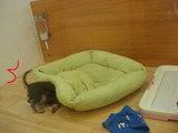 BlogPaint