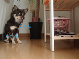BlogPaint