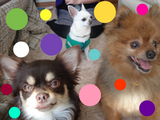 BlogPaint