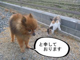 BlogPaint