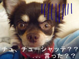 BlogPaint