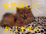BlogPaint