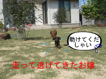 BlogPaint