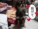 BlogPaint