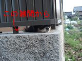 BlogPaint