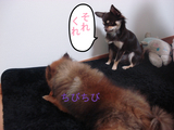 BlogPaint