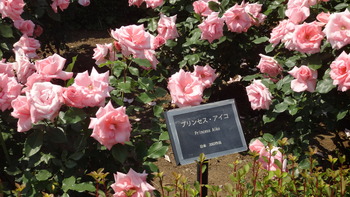DSC00385