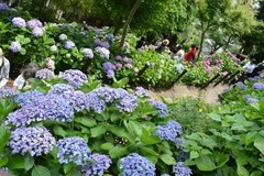 DSC_0477 (400x267)