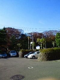 akita8