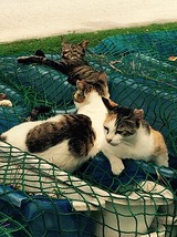 cats