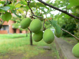 ume_0508