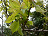 ume_0426