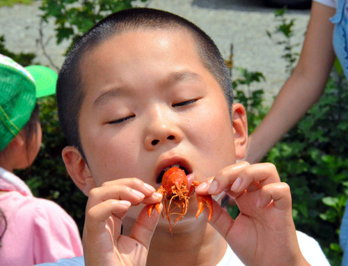 アメリカザリガニ、実はカニの味。みんなで茹でてどんどん食べよう！ 	