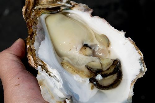 サンド伊達「この牡蠣うんめ～！食べません？」富沢「いいです」ﾃﾞｨﾚｸﾀｰ「いいです」漁師「いいです」 	