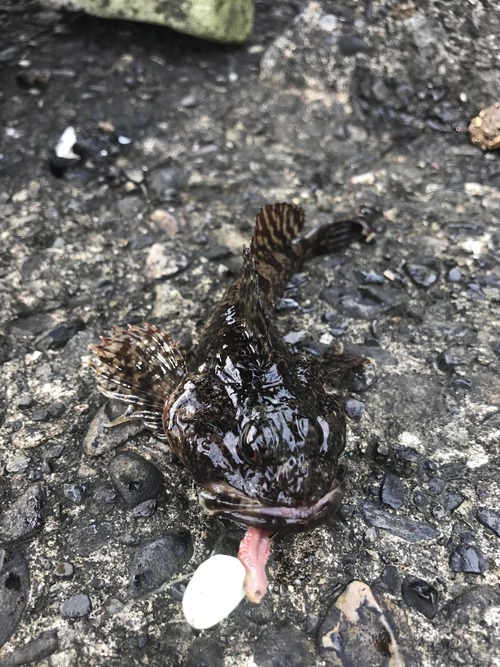 魚の種類に自信ニキ