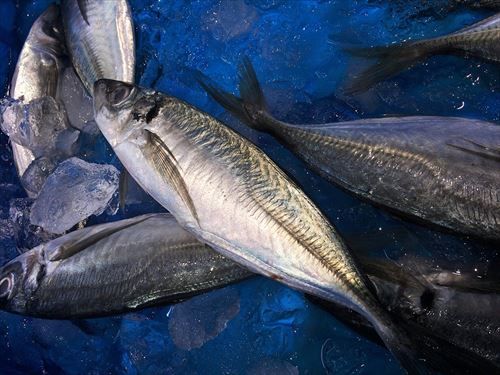 horse-mackerel-1576204_1280_R