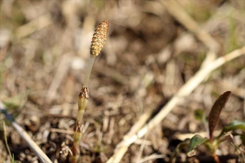 246258474_624.v1555682501_R