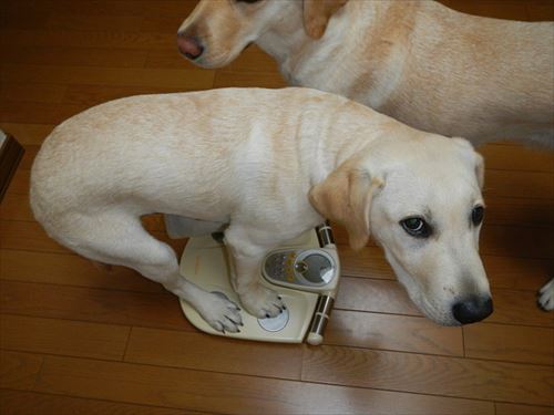 1ヶ月で10キロ痩せるのに必要なこと