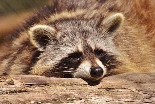 raccoon-2186614_1280_R